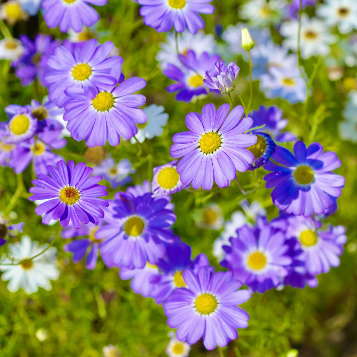 Purple Iberidifolia Flower seeds for Planting Vibrant Colors, Heirloom & GMO Free Seeds for Home Garden seeds for planting