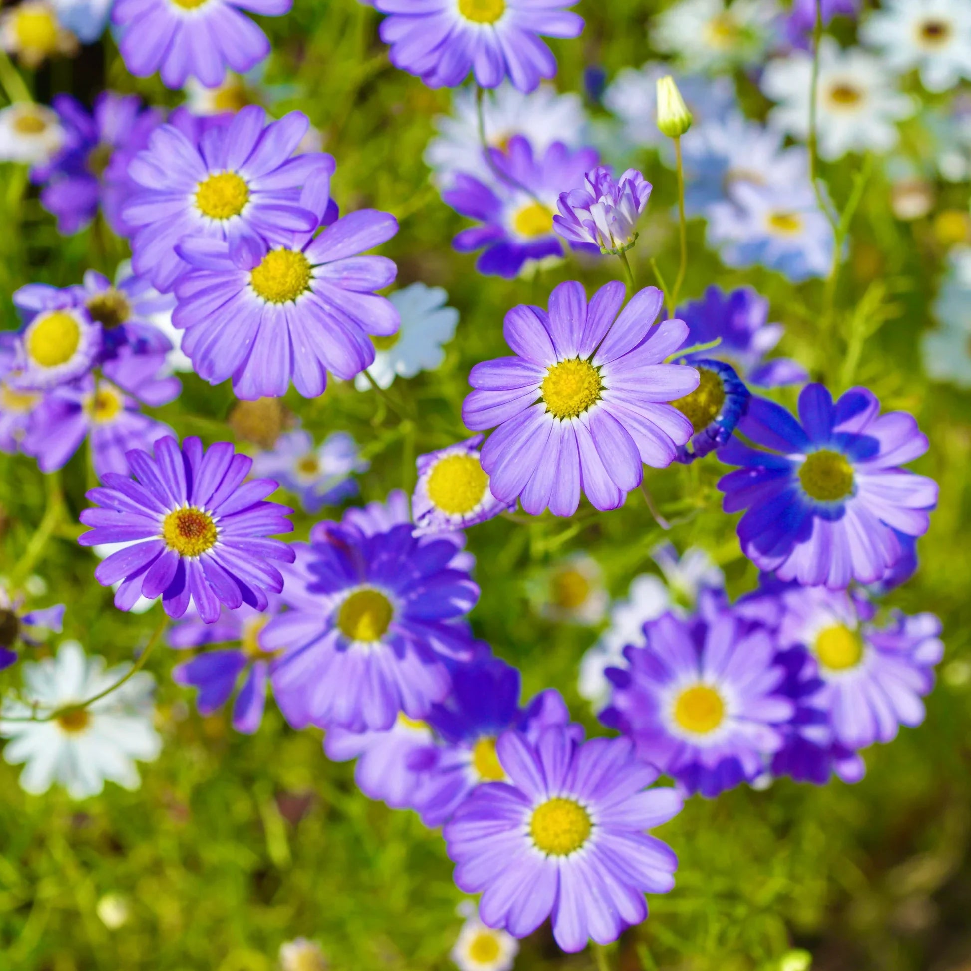 Purple Iberidifolia Flower seeds for Planting Vibrant Colors, Heirloom & GMO Free Seeds for Home Garden seeds for planting
