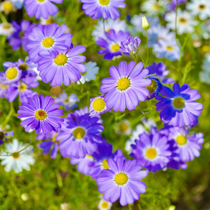 Purple Iberidifolia Flower seeds for Planting Vibrant Colors, Heirloom & GMO Free Seeds for Home Garden seeds for planting