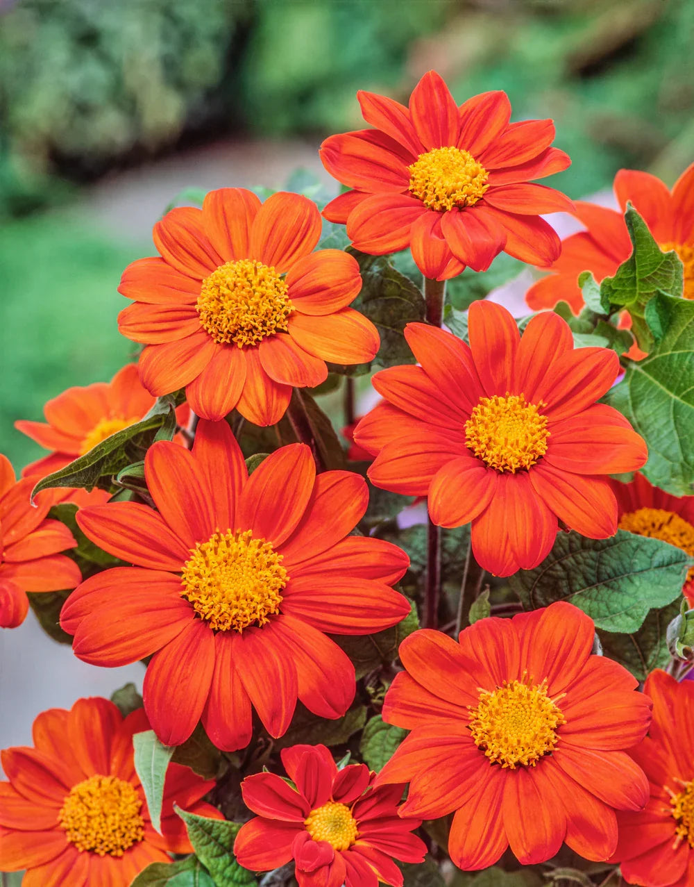 Orange Tithonia Speciosa Flower seeds for Planting Perfect for Borders, Heirloom & GMO Free Seeds for Home Garden vegetable and garden seeds