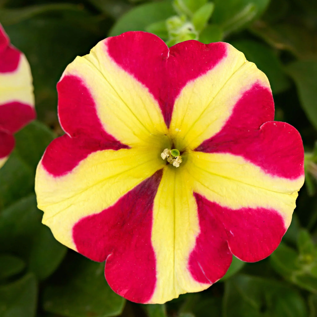 Red & Yellow Petunia Flower seeds for Planting Pollinator Friendly, Heirloom & GMO Free Seeds for Home Garden seeds for planting