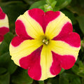 Red & Yellow Petunia Flower seeds for Planting Pollinator Friendly, Heirloom & GMO Free Seeds for Home Garden seeds for planting