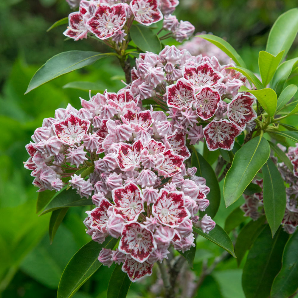 Heirloom Laurel Flower seeds for Planting Perfect for Borders Heirloom & GMO Free Seeds for Home Garden