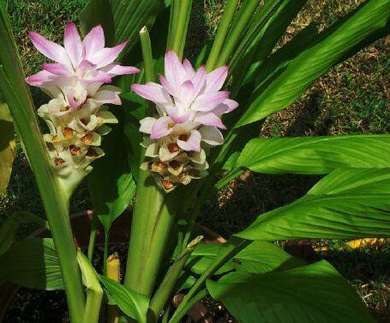 Curcuma Pink Flower Seeds For Planting - Elevate Your Garden