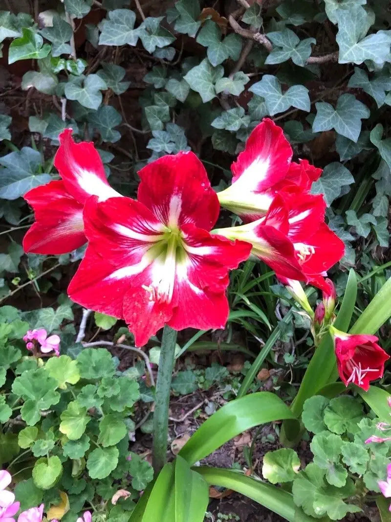 Maroon Hippeastrum Rutilum Flower seeds for Planting Garden Favorite, Heirloom & GMO Free Seeds for Home Garden vegetable and garden seeds