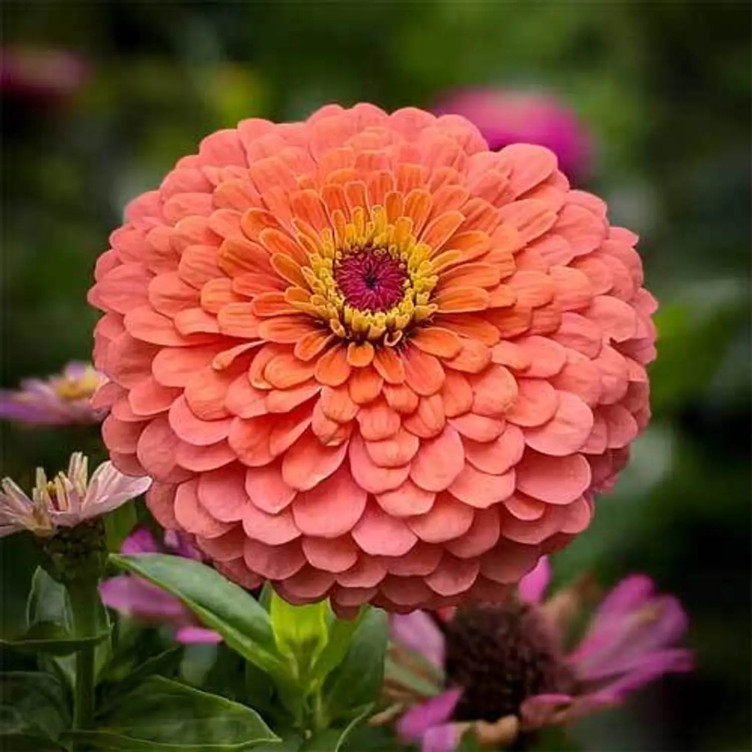 Premium Lime Orange Zinnia Flower seeds for Planting Compact Growth, Heirloom & GMO Free Seeds for Home Garden seeds