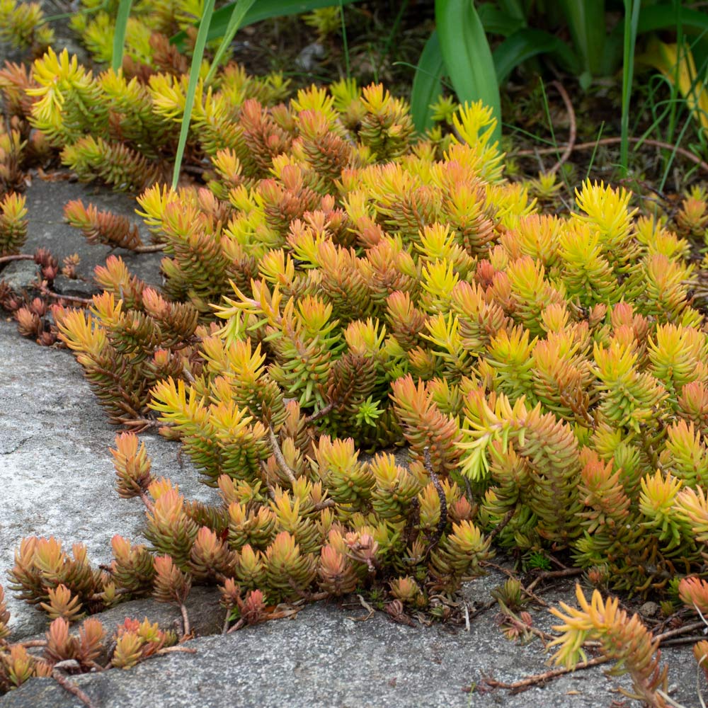 Sedum Ground Cover Flower seeds for Planting Fragrant Blossoms Heirloom & GMO Free Seeds for Home Garden