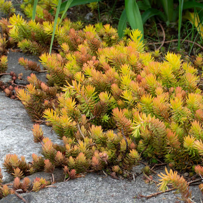 Sedum Ground Cover Flower seeds for Planting Fragrant Blossoms Heirloom & GMO Free Seeds for Home Garden