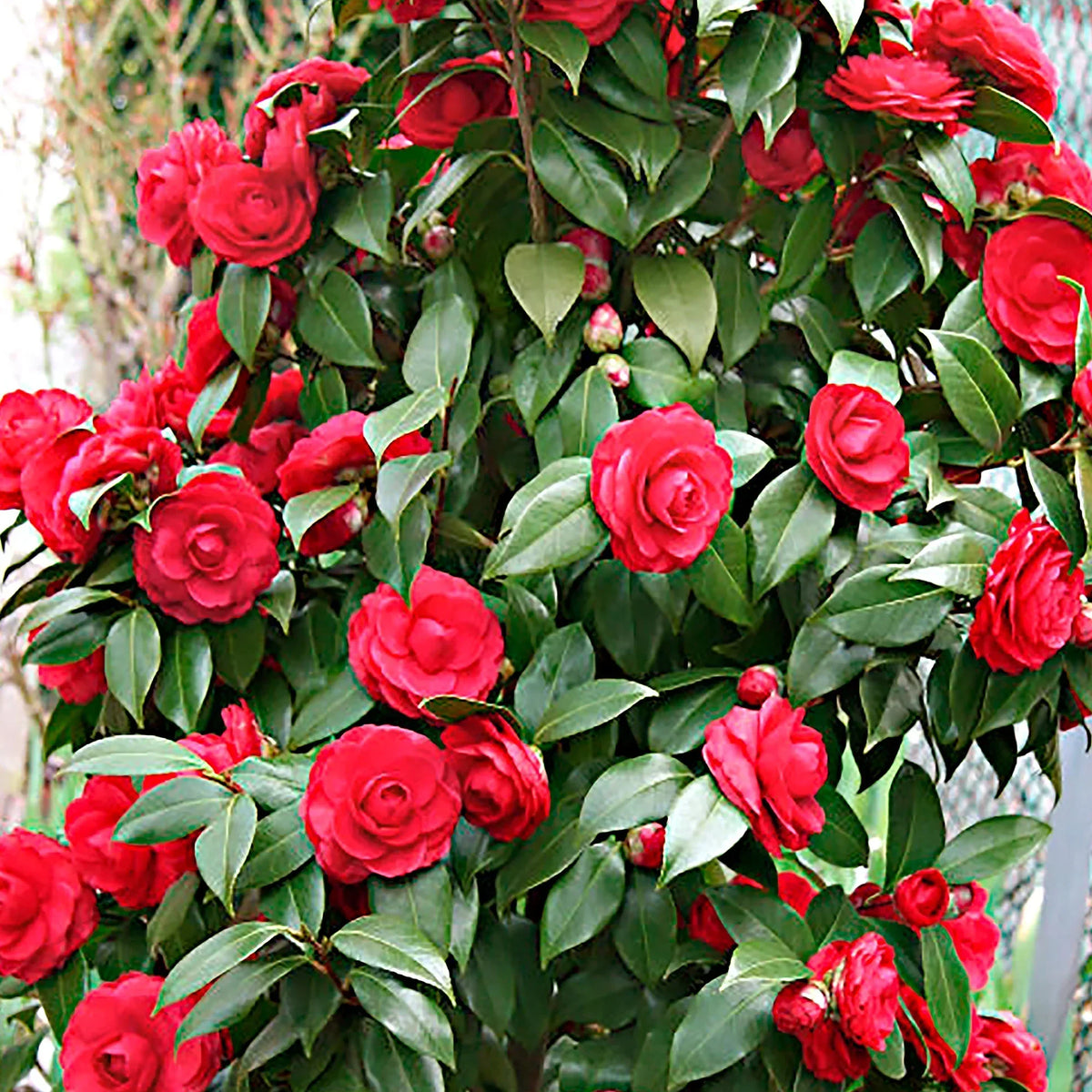 Classic Camellia Flower Seeds For Easy Planting