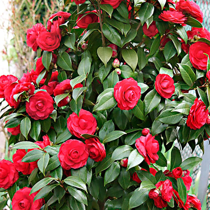 Classic Camellia Flower Seeds For Easy Planting