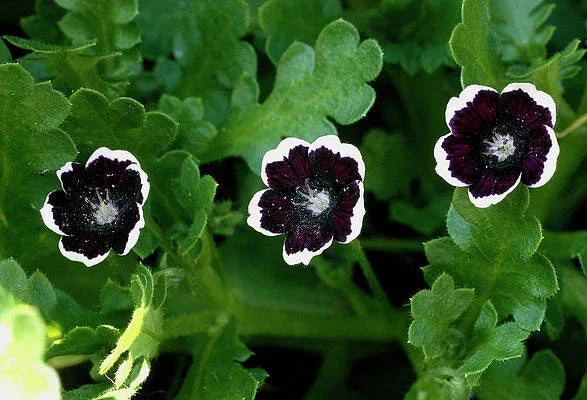 Black Menziesii Flower Seeds for Planting Heirloom, Non GMO, High Germination Border Garden Seeds vegetable and garden seeds