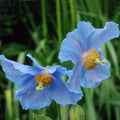 Premier Flower seeds for Planting Seasonal Bloomer, Heirloom & GMO Free Seeds for Home Garden seeds for planting