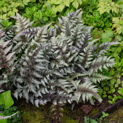 Japanese Painted Fern Flower seeds for Planting - Colorful Display, Heirloom & GMO Free Seeds for Home Garden