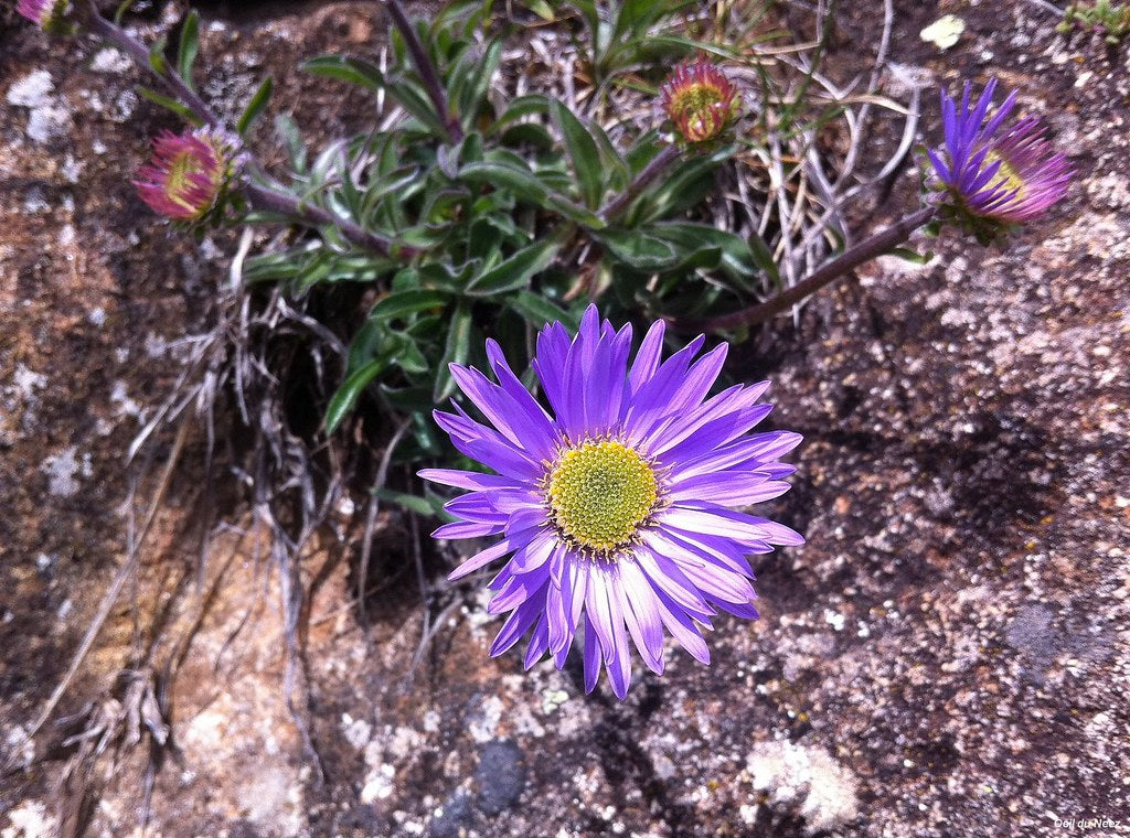 High quality Aster Alpin Flower seeds for Planting Garden Favorite, Heirloom & GMO Free Seeds for Home Garden seeds pack
