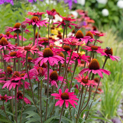Bright Star Coneflower (Echinacea Purpurea) - Lavender Bright Rose Pink Flower Seeds