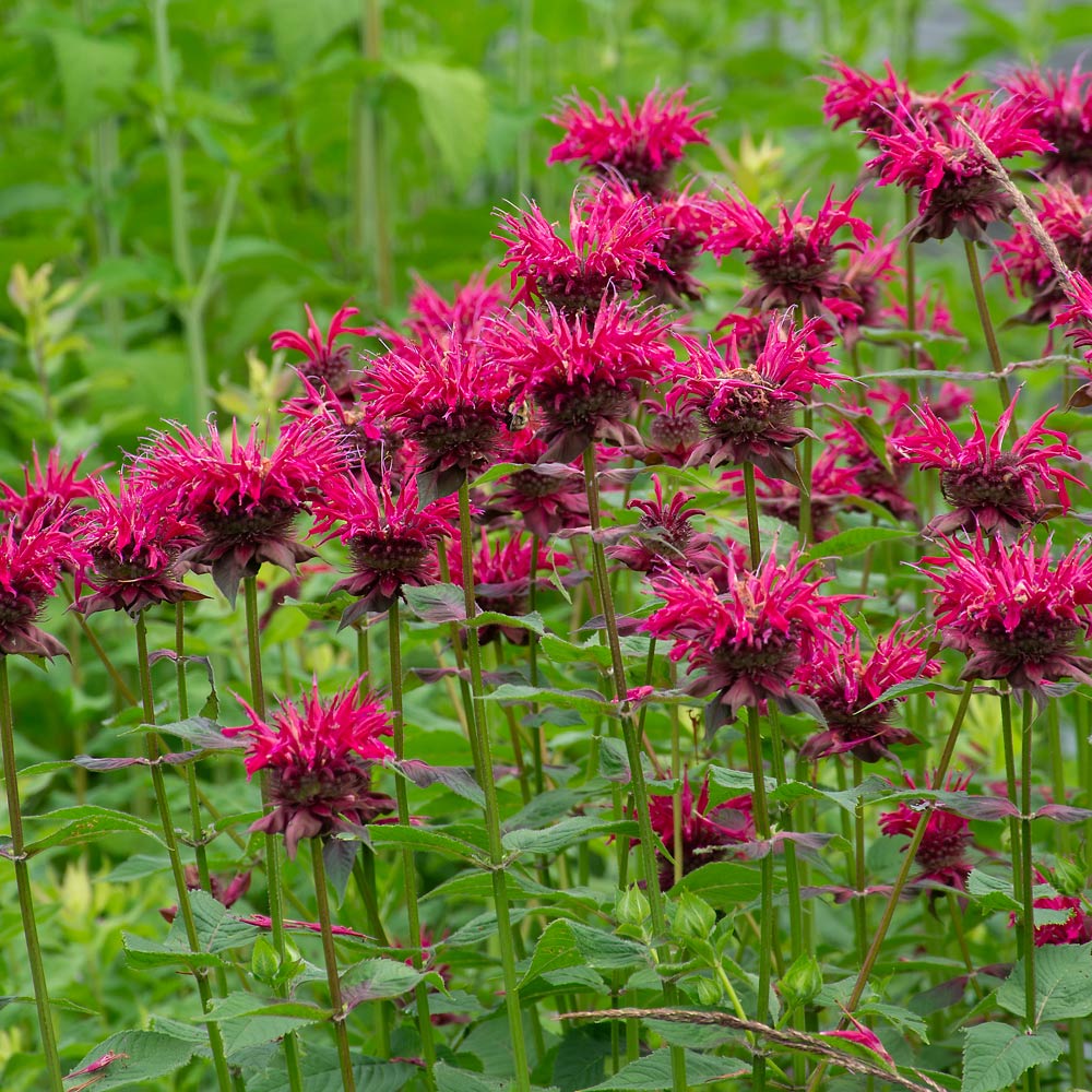 Monarda Flower seeds for Planting Drought Tolerant Heirloom & GMO Free Seeds for Home Garden