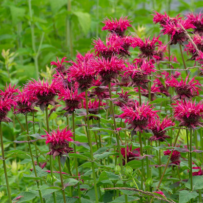 Monarda Flower seeds for Planting Drought Tolerant Heirloom & GMO Free Seeds for Home Garden