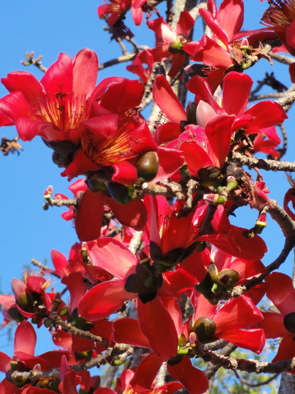 Bombax Ceiba Flower seeds for Planting Perfect for Borders Heirloom & GMO Free Seeds for Home Garden