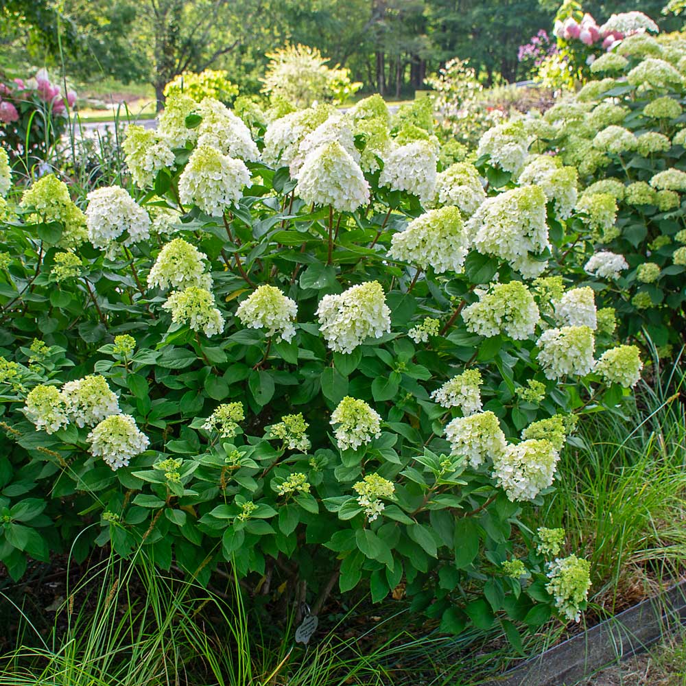 Little Lime Hydrangea Flower seeds for Planting Shade Tolerant, Heirloom & GMO Free Seeds for Home Garden vegetable and garden seeds
