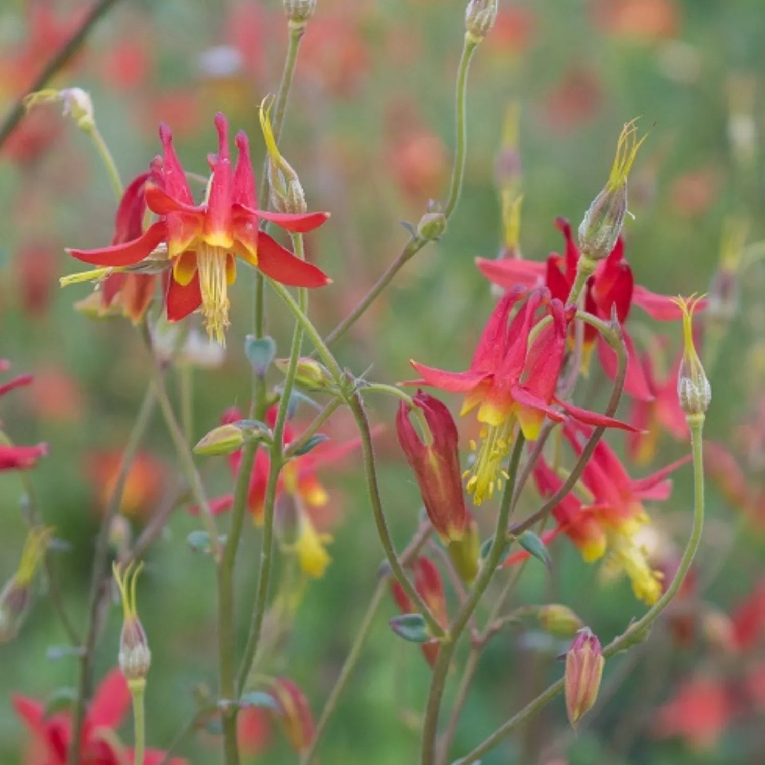 Red Aquilegia Canadensis Flower seeds for Planting Perfect for Borders, Heirloom & GMO Free Seeds for Home Garden vegetable and garden seeds