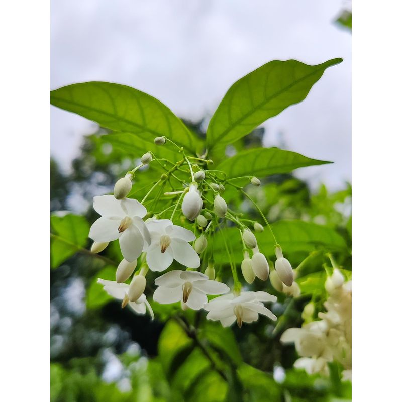 High quality White Mok Flower seeds for Planting Hardy Variety, Heirloom & GMO Free Seeds for Home Garden seeds pack