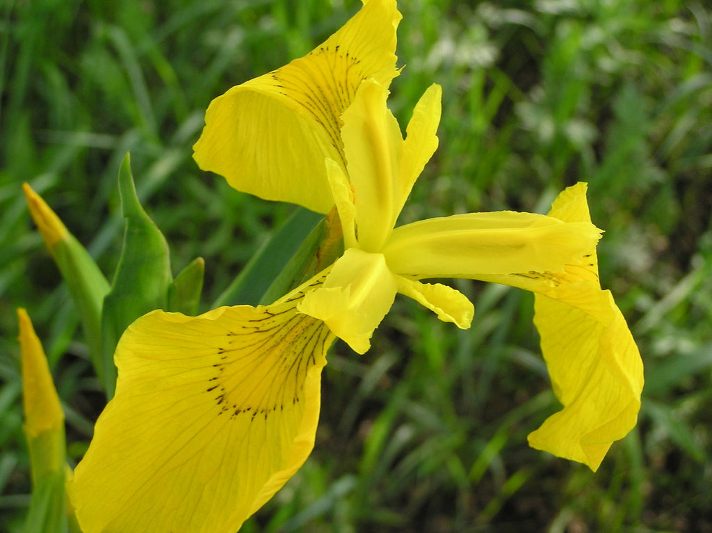 Bearded Flower seeds for Planting Vibrant Colors, Heirloom & GMO Free Seeds for Home Garden vegetable and garden seeds
