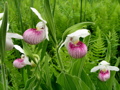 Heirloom Lady's Slipper Orchid Flower seeds for Planting Bright Blooms Heirloom & GMO Free Seeds for Home Garden