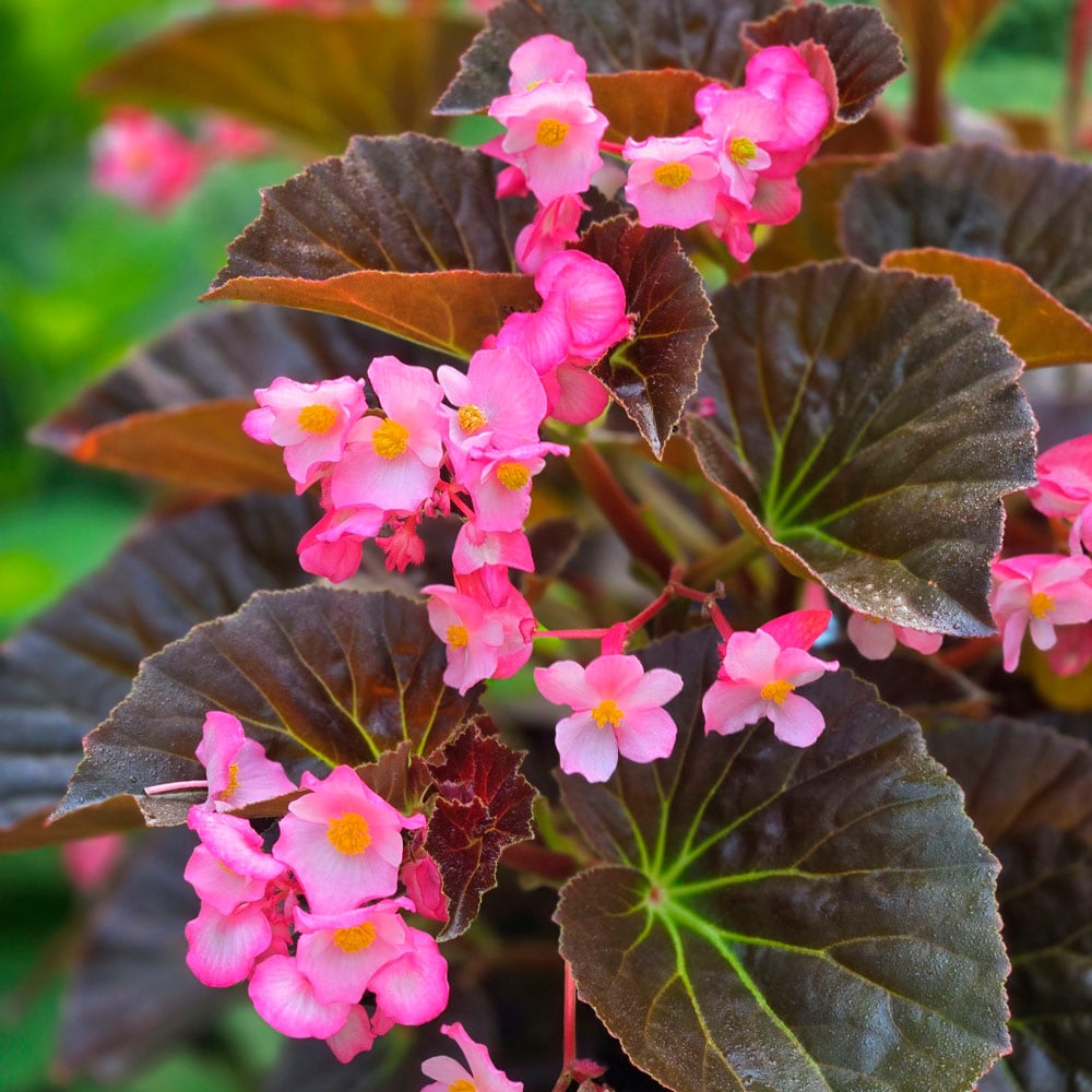 Begonia Flower seeds for Planting, Cut Flower Favorite Heirloom & GMO Free Seeds for Home Garden
