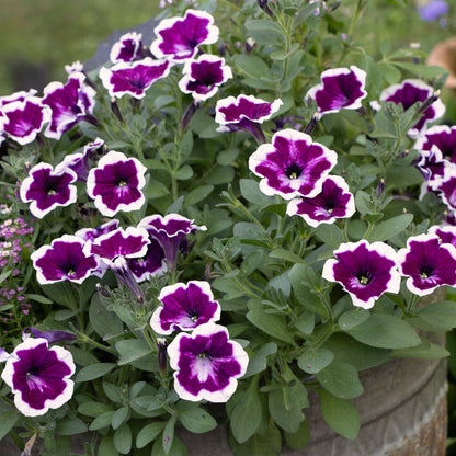 Violet & White Petunia Flower seeds for Planting - Compact Growth, Heirloom & GMO Free Seeds for Home Garden