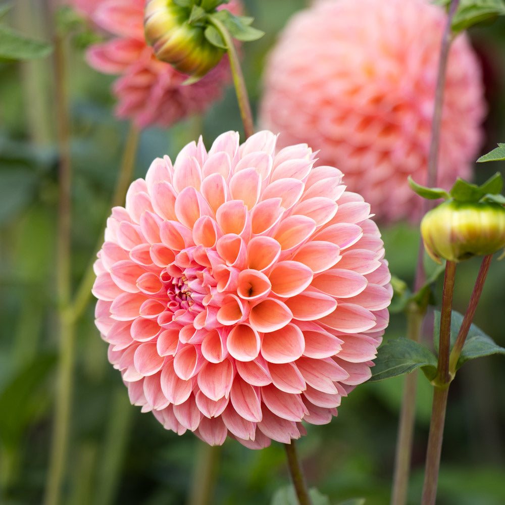 High quality Butterscotch Dahlia Flower seeds for Planting Sun Loving, Heirloom & GMO Free Seeds for Home Garden seeds pack