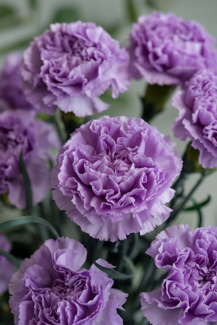 Premium Lavender Carnation Flower seeds for Planting Wildflower Mix, Heirloom & GMO Free Seeds for Home Garden seeds