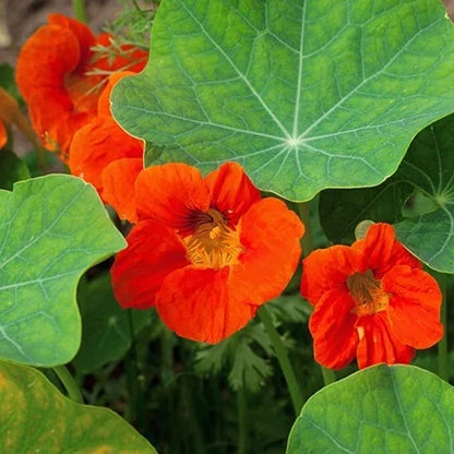 Nasturtium Flower seeds for Planting Garden Favorite Heirloom & GMO Free Seeds for Home Garden