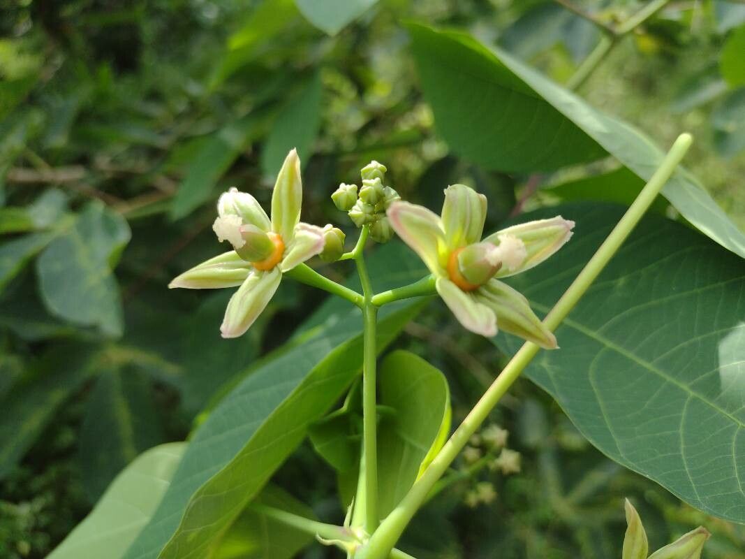Hevea Brasiliensis Flower seeds for Planting Fragrant Blossoms Heirloom & GMO Free Seeds for Home Garden