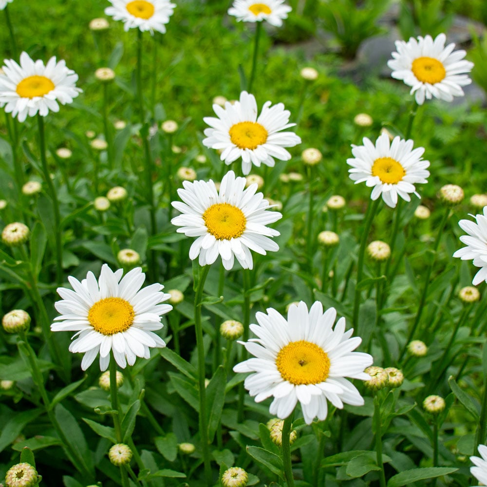 White Leucanthem Flower seeds for Planting Seasonal Bloomer, Heirloom & GMO Free Seeds for Home Garden vegetable and garden seeds