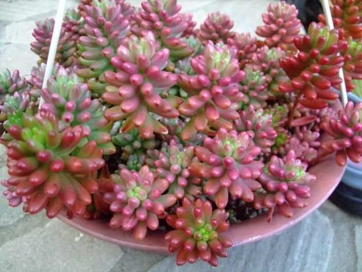 Red Sedum Rubrotinctum Plant Seeds Planting