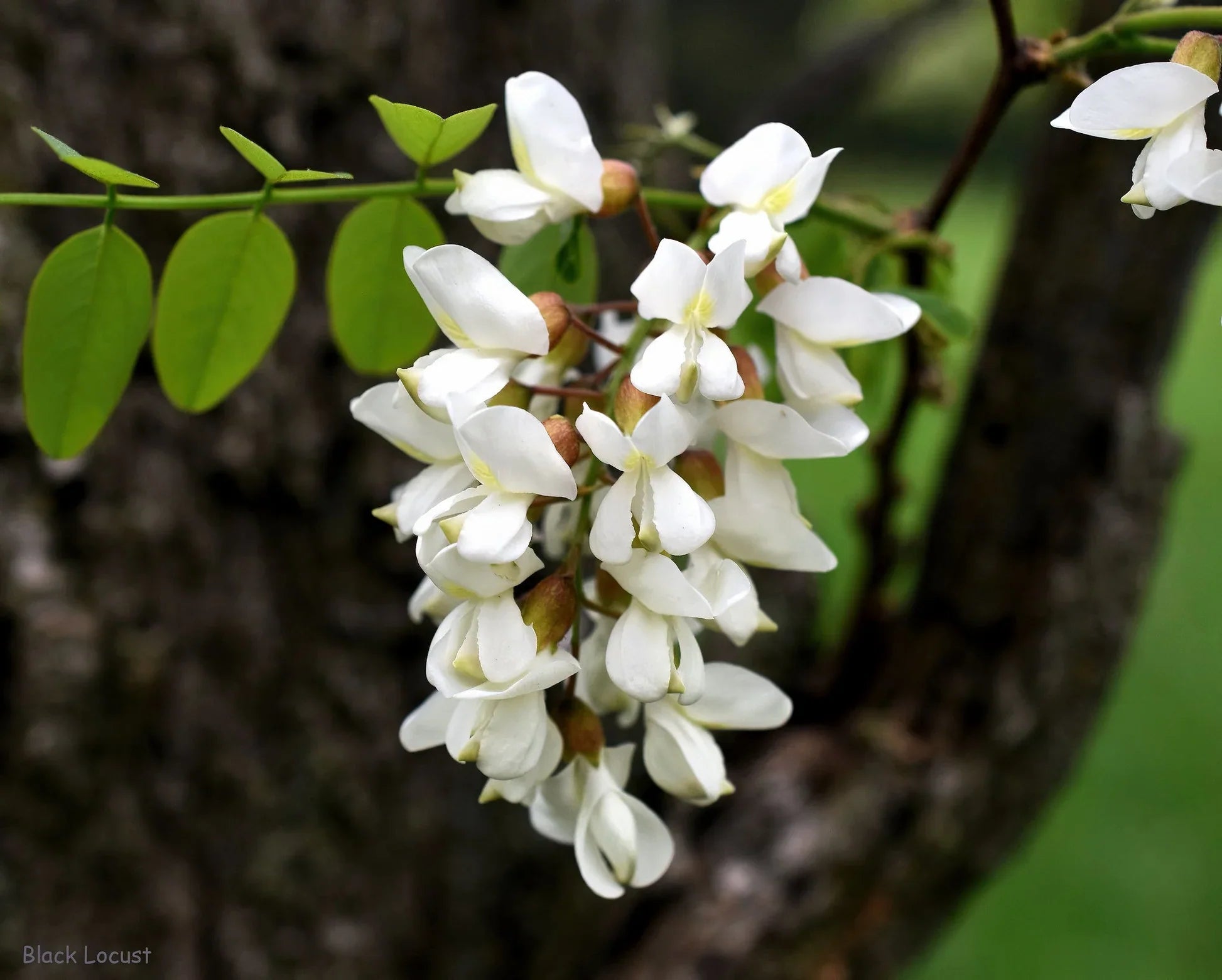 Robinia Flower seeds for Planting Bright Blooms, Heirloom & GMO Free Seeds for Home Garden vegetable and garden seeds