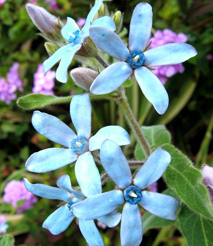 High quality Rare Tweedia Flower seeds for Planting Drought Tolerant, Heirloom & GMO Free Seeds for Home Garden seeds pack