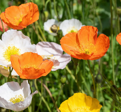 Nudicaule Flower seeds for Planting Fragrant Blossoms Heirloom & GMO Free Seeds for Home Garden