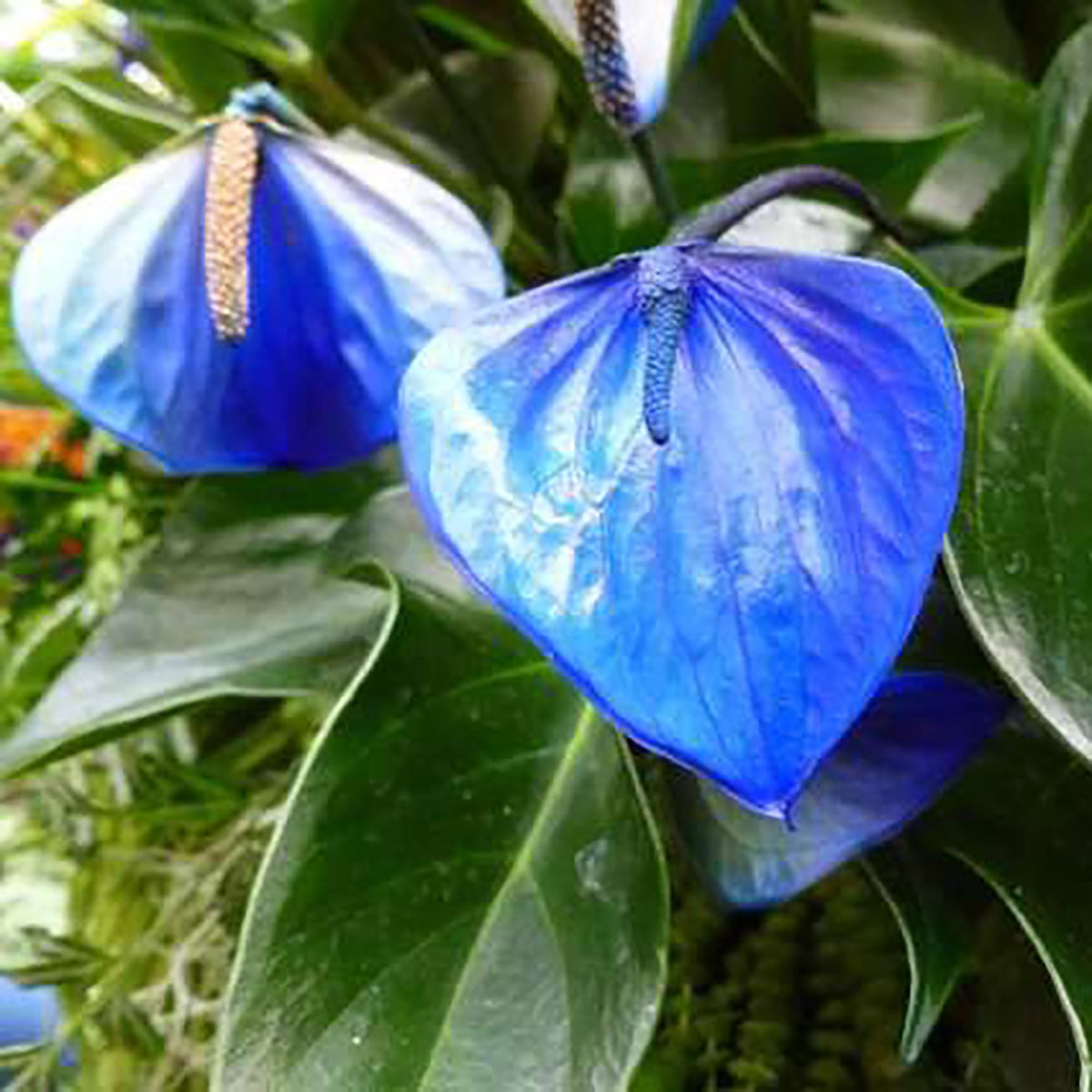 Anthurium Perennial Blue Seeds For Planting - Vibrant Blooms Flower