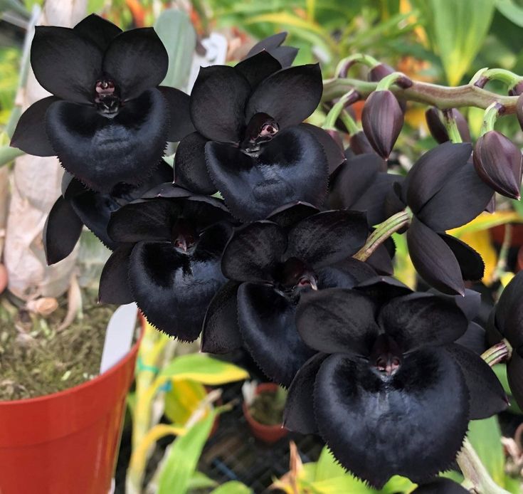 Black Dendrobium Flower seeds for Planting Sun Loving, Heirloom & GMO Free Seeds for Home Garden vegetable and garden seeds