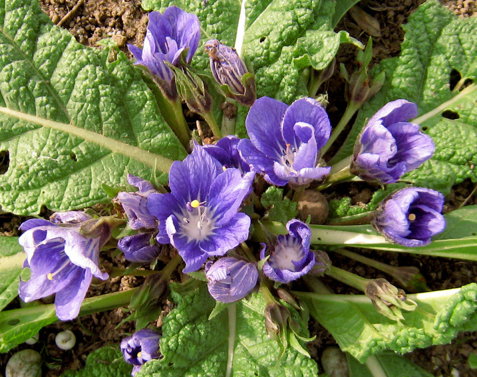 Black Mandrake Mandragora Autumnalis Flower Seeds – Heirloom Non-GMO for Garden Planting