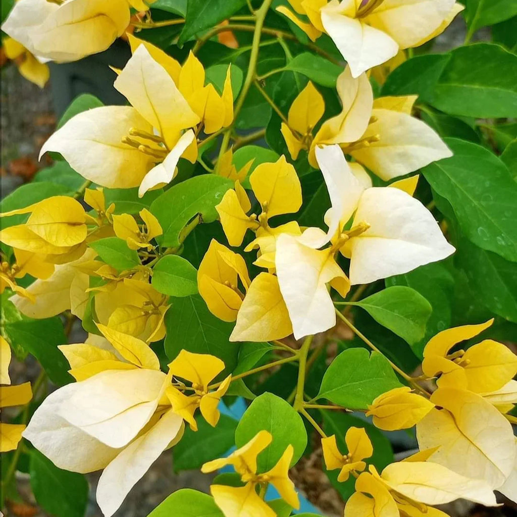 High quality Bougainvillea Yellow Flower seeds for Planting Cut Flower Favorite, Heirloom & GMO Free Seeds for Home Garden seeds pack