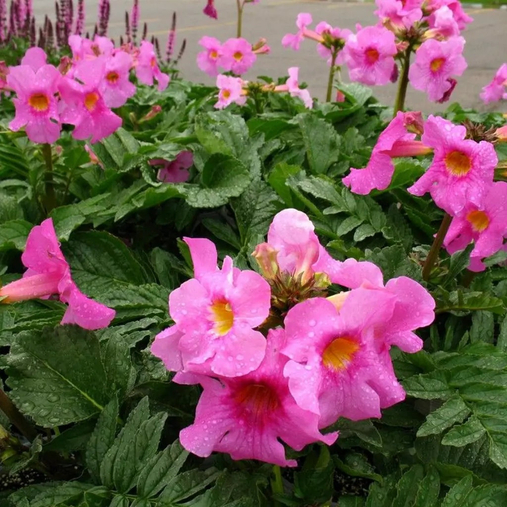 Pink Incarvillea Flower seeds for Planting Low Maintenance, Heirloom & GMO Free Seeds for Home Garden vegetable and garden seeds