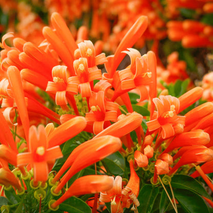 Creeper Flower seeds for Planting - Fragrant Blossoms, Heirloom & GMO Free Seeds for Home Garden