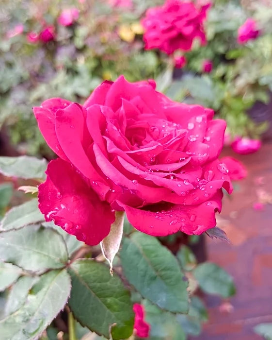 Premium Red Pink Rose Flower seeds for Planting Seasonal Bloomer, Heirloom & GMO Free Seeds for Home Garden seeds
