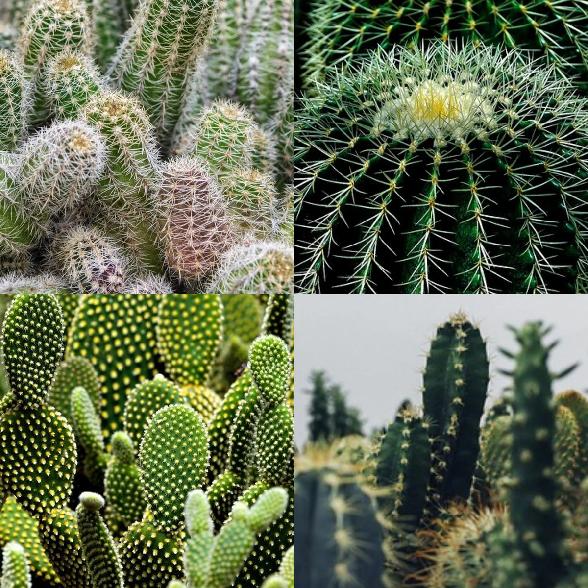 Cactus Flower seeds for Planting - Compact Growth, Heirloom & GMO Free Seeds for Home Garden