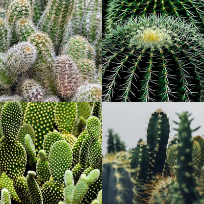 Cactus Flower seeds for Planting - Compact Growth, Heirloom & GMO Free Seeds for Home Garden