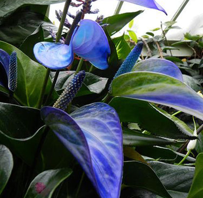 Anthurium Perennial Blue Seeds For Planting - Vibrant Blooms Flower