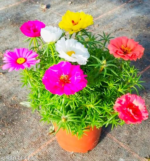 Mixed Mexican Rose Heirloom Flower seeds for Planting Perfect for Borders, Heirloom & GMO Free Seeds for Home Garden vegetable and garden seeds