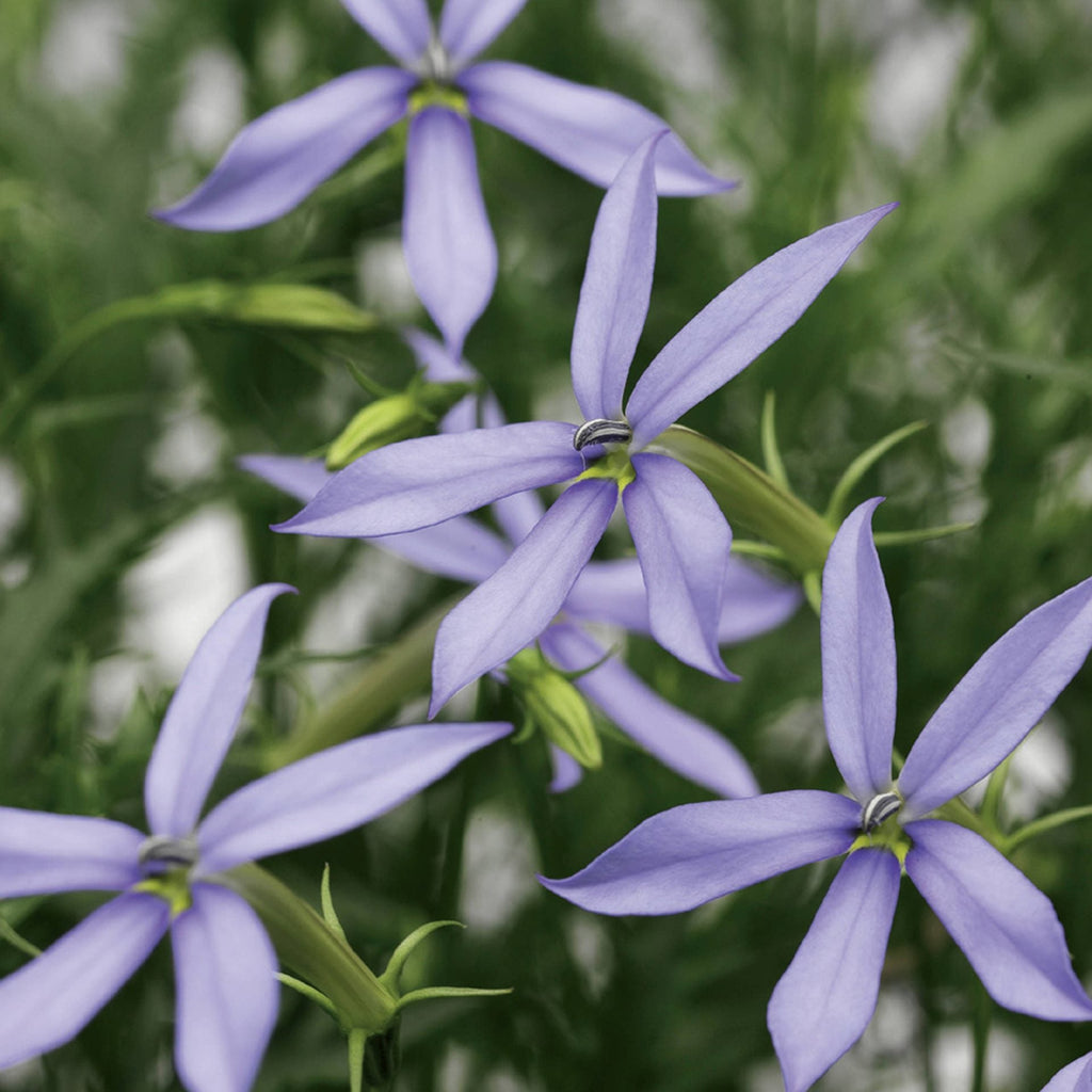 Blue Laurentia Flower seeds for Planting Vibrant Colors, Heirloom & GMO Free Seeds for Home Garden vegetable and garden seeds